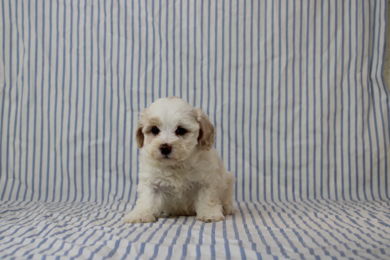 puppy, for, sale, Maltipoo, Matthew B. Stoltzfus, dog, breeder, Gap, PA, dog-breeder, puppy-for-sale, forsale, nearby, find, puppyfind, locator, puppylocator, aca